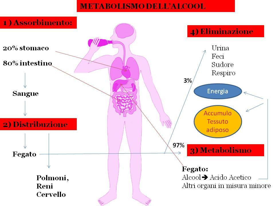 metabolismo dell'alcool