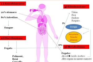 metabolismo dell'alcool
